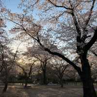 เทศกาลซากุระShimizu Park🌸🌸🌸