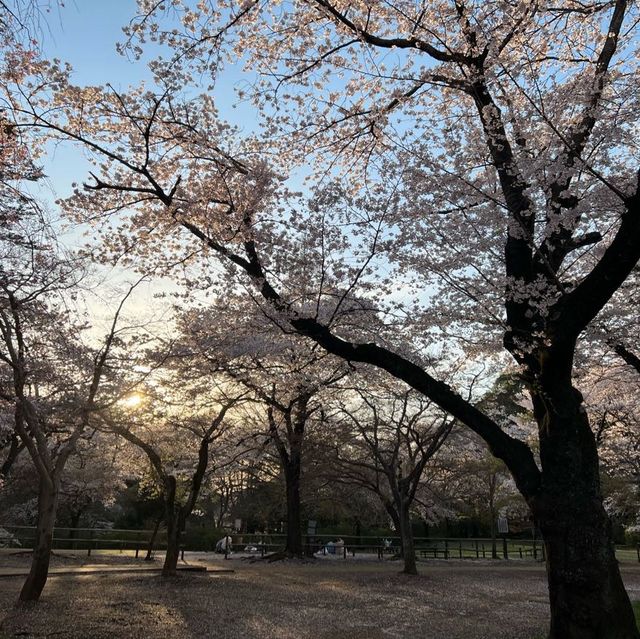 เทศกาลซากุระShimizu Park🌸🌸🌸