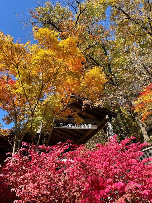 11월 여행지 추천:: 곤지암 화담숲🍁