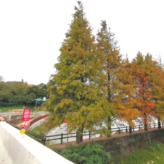 霄裡大池落羽松林緊鄰埤塘,水面倒映整排落羽松