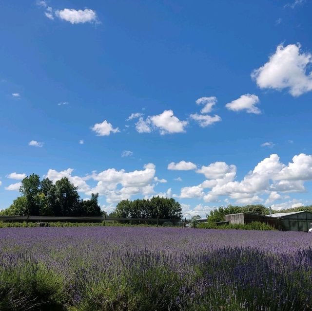 Picture Perfect Lavender Backyard Garden