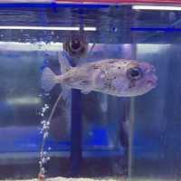 Aquarium Cuter
