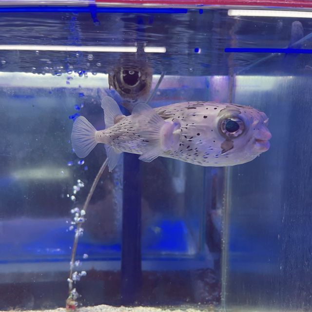Aquarium Cuter