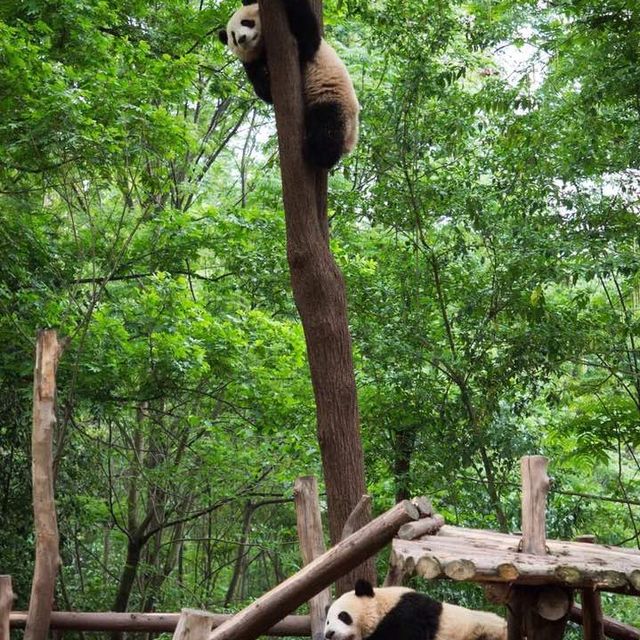 Sichuan Giant Panda Sanctuary 