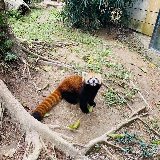 Shenzhen Safari Park 