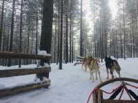 Husky-Sledding in Rovaniemi, Finland🇫🇮✈️❄️