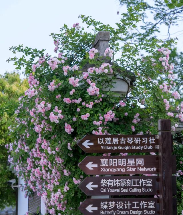 Rose blossoms, where are the best places in Xiangyang to take photos of roses?