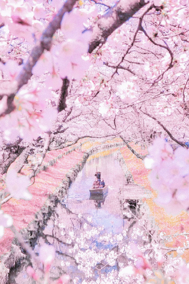 Kyoto 🌸 Cherry Blossoms Splendor | Spring Japan Travel