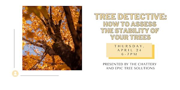 Tree Detective: How to Assess the Stability of Your Trees | The Chattery Downtown
