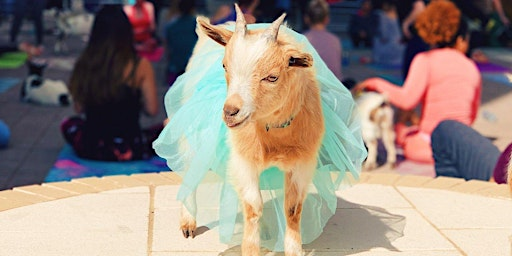 Goat Yoga @ Toyota Music Factory! | Toyota Music Factory