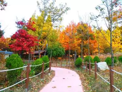 【2025韓國楓葉季】江原道人氣賞楓景點推介：雪嶽山、五台山 | 江原道