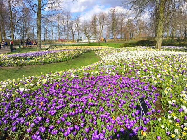 庫肯霍夫公園｜世界上最美花海