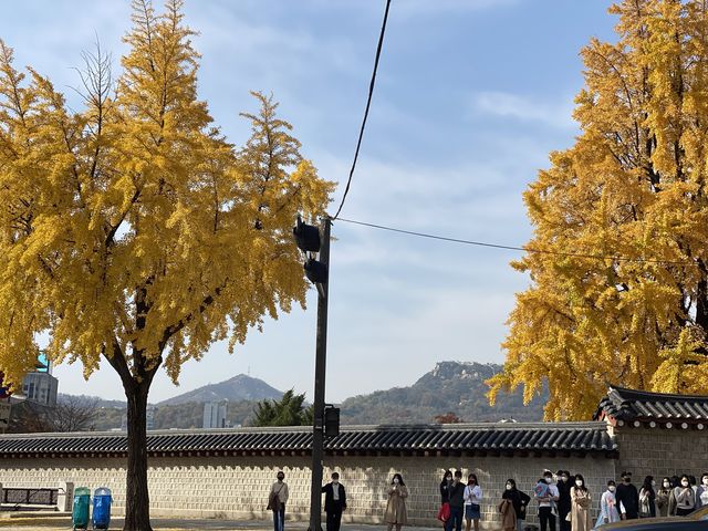 노랗게 물든 경복궁🍁