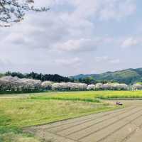 【埼玉観光】桜と菜の花のコントラストは最高。