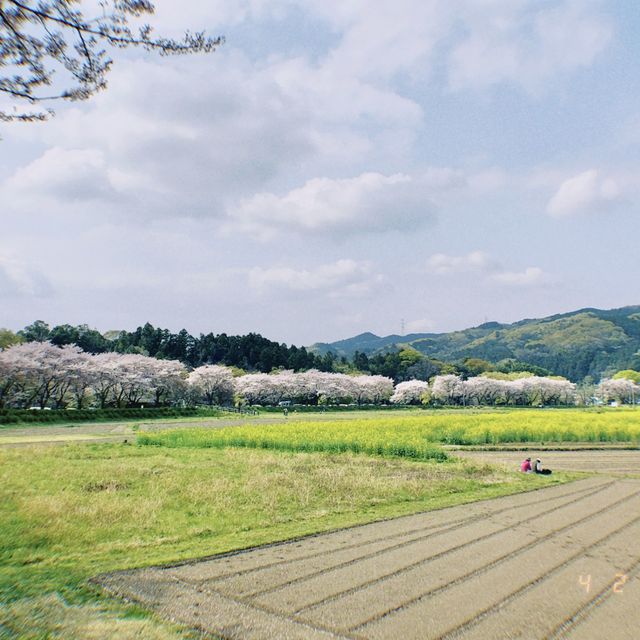 【埼玉観光】桜と菜の花のコントラストは最高。