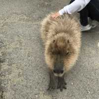 カビパラにハマれた  