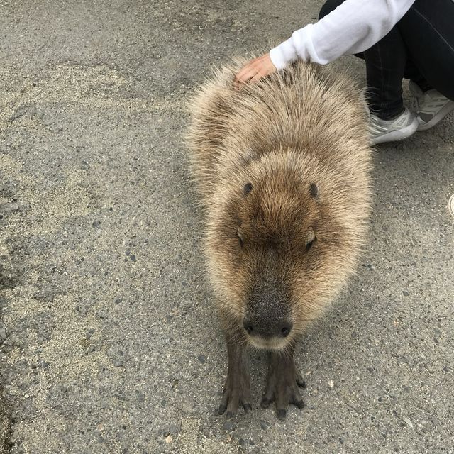 カビパラにハマれた  
