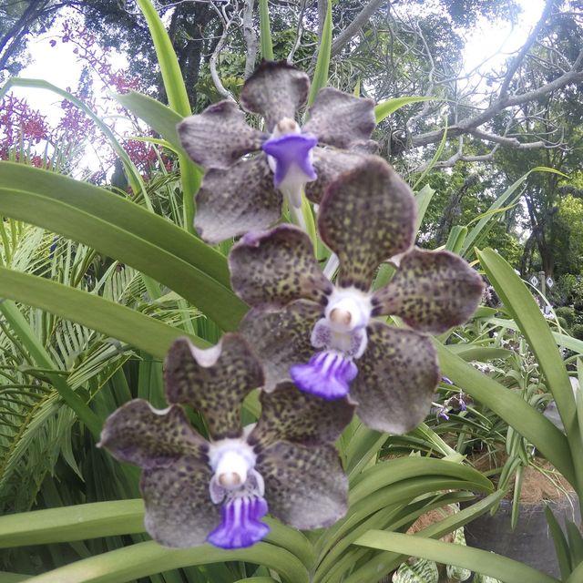 Communing w/ nature @ Nat’l Orchid Garden