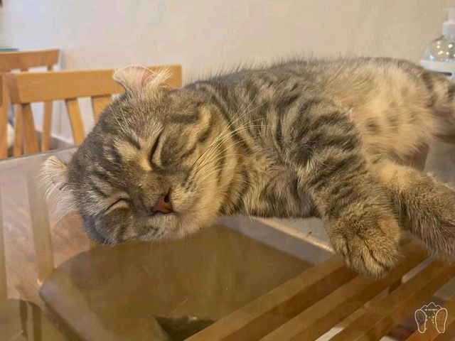 🐱 Cool Cat Cafe' คาเฟ่น้อนเหมียวใกล้มอชอ 🐱