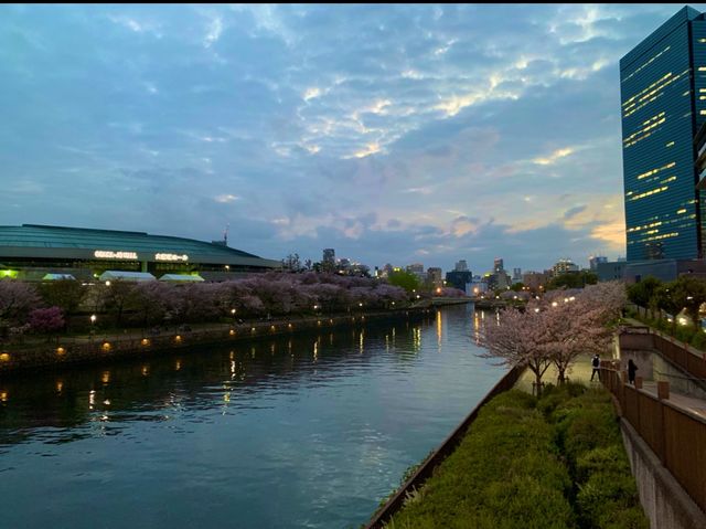 大阪　OSAKA SAKURAめぐり❗️大阪ビジネスパーク駅〜ホテルニューオータニ大阪まで桜散策してきた！