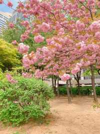 [겹벚꽃 명소] 이번주에 만개 100% 🌸 보라매공원 다녀온 후기 :)