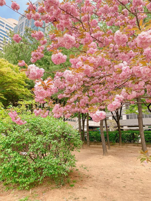 [겹벚꽃 명소] 이번주에 만개 100% 🌸 보라매공원 다녀온 후기 :)