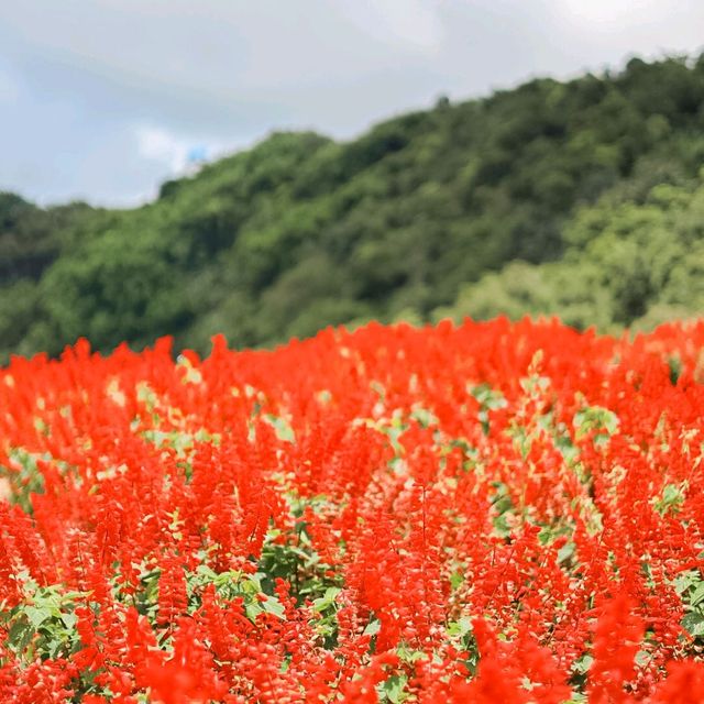 สวนดอกไม้ที่วิวสวยที่สุด | ม่อนแจ่ม ~ เชียงใหม่