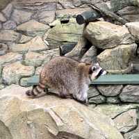 原來吉隆坡塔都有動物園