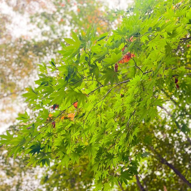 알록달록 단풍을 수놓은 양재시민의숲🍁