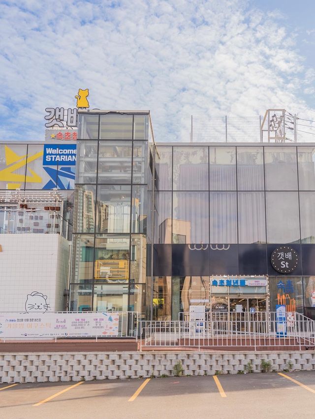 속초에 포토존, 먹거리, 기념품샵 한 곳에 다 모였다⁉️ 