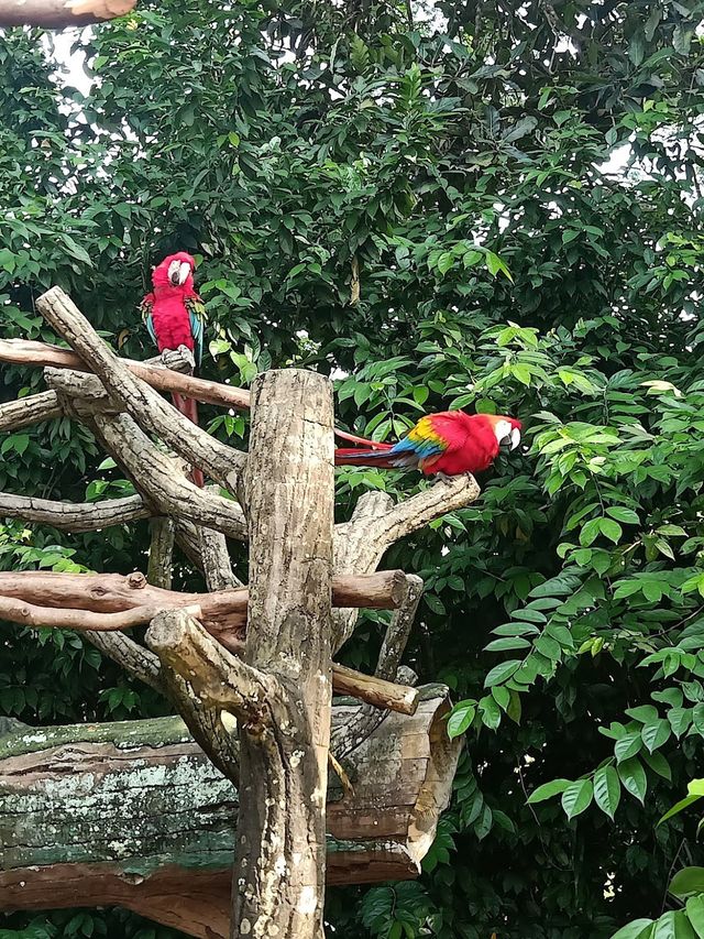 Malacca Zoo 🦒✨