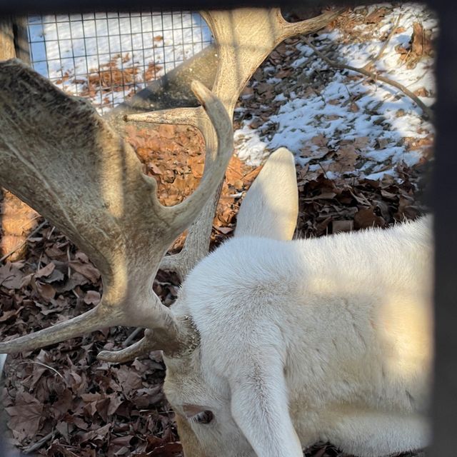 冬日白雪雪首爾動物園🫶🏻🫶🏻不一樣的體驗🤲🏻🙈