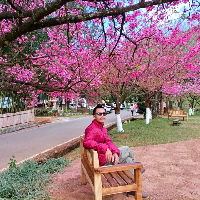 ซากุระเมืองไทย บานแล้ว