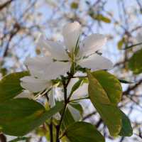 春日節目之小眾文青好去處 