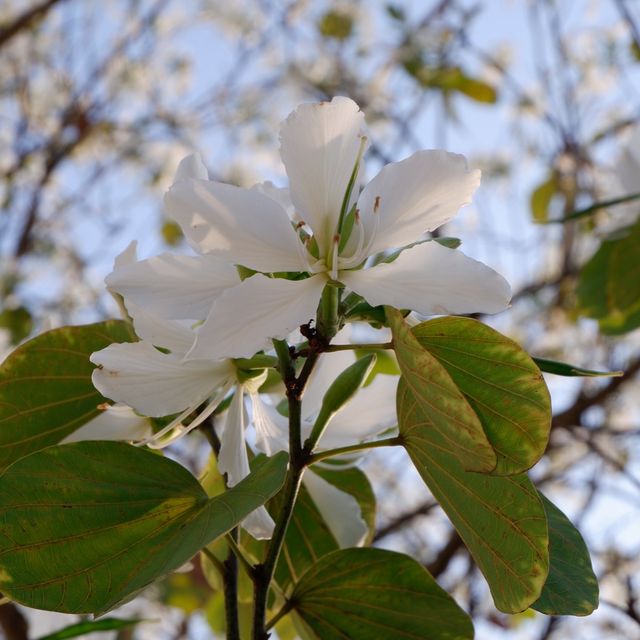 春日節目之小眾文青好去處 