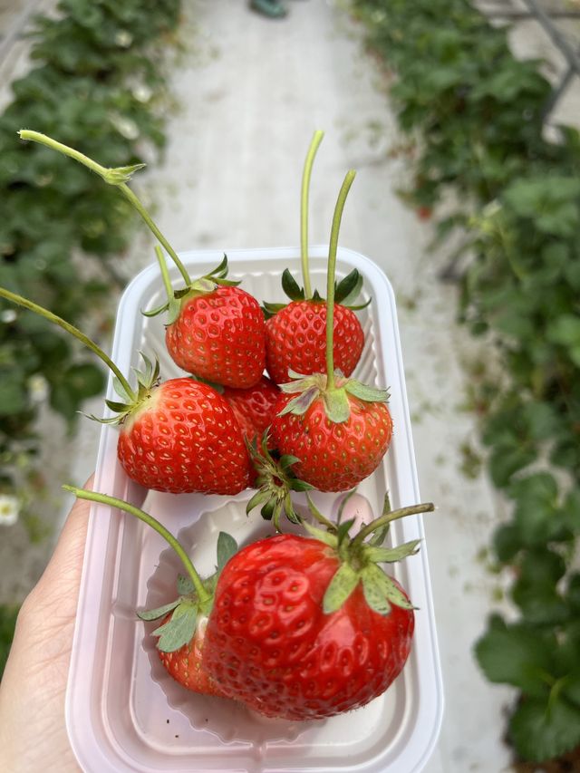 福岡親子遊