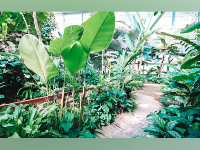 สวนพฤกษศาสตร์สมเด็จพระนางเจ้าสิริกิติ์🌳🌳
