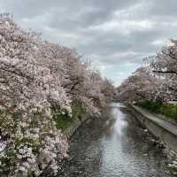 愛知県岩倉市　五条川の桜