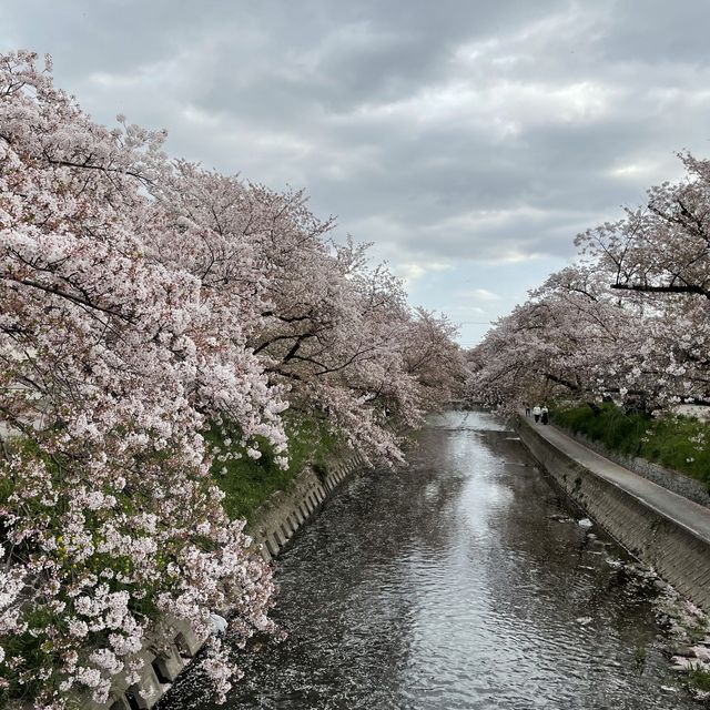 愛知県岩倉市　五条川の桜
