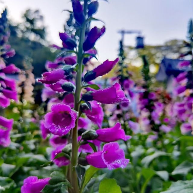 南國無冬天：白雲山上百花爭艷