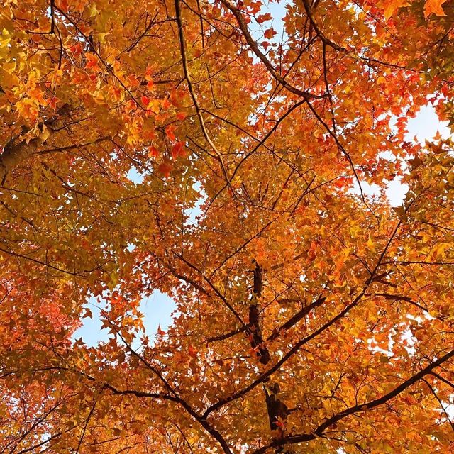 大棠紅葉🍁