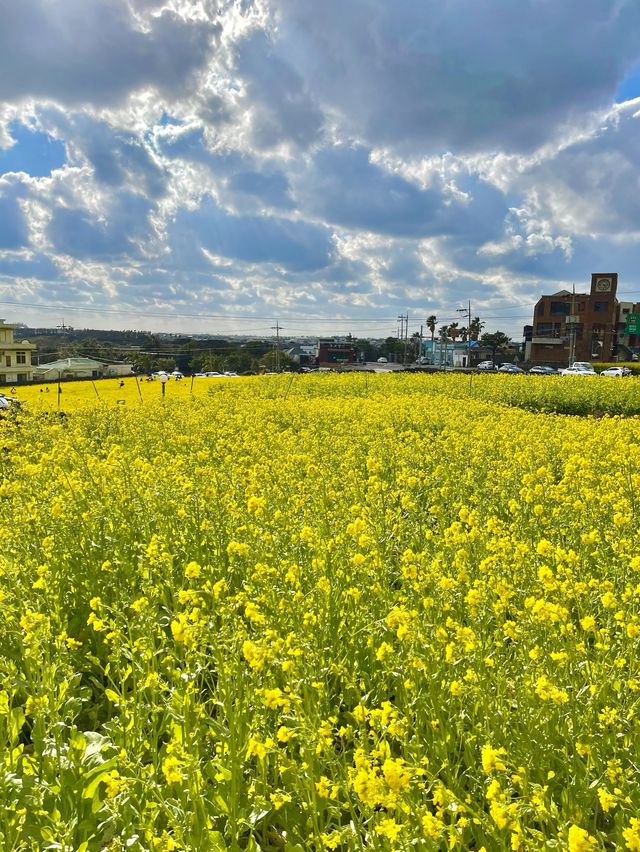 제주도의 대표 유채꽃밭 산방산🌼