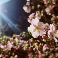 【伊豆】河津桜