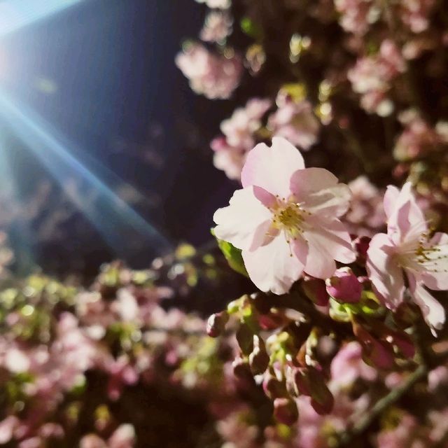 【伊豆】河津桜