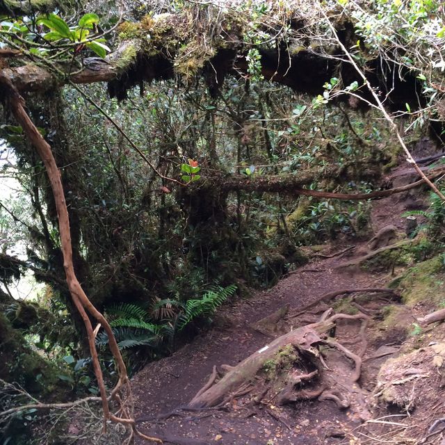 Enchanting Mossy Forest