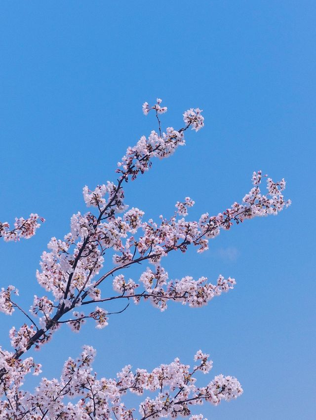 부산 벚꽃나라 자연탐방 ‘삼락생태공원’ 🌱
