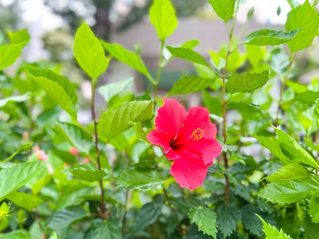 昂首挺胸 元朗賽馬會廣場