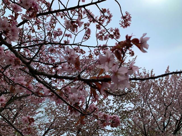 札幌　SAKURA 桜めぐり❗️円山公園の桜に感動❗️
