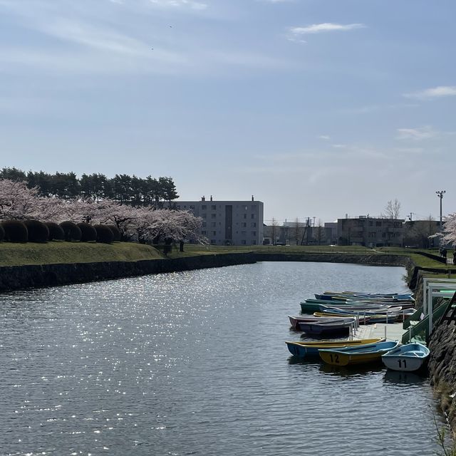 【北海道:函館】春の五稜郭公園をぶらり散策