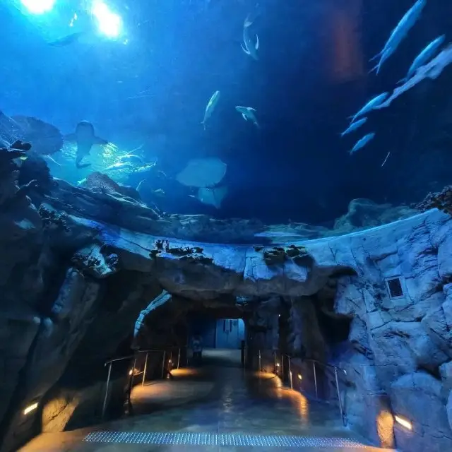 香港最大的水族館🐠🐠